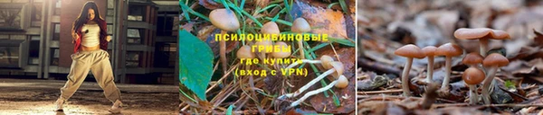 шишки Новозыбков