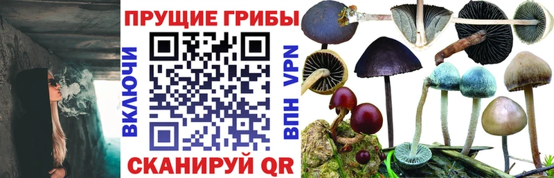 Псилоцибиновые грибы Psilocybine cubensis  Стрежевой 